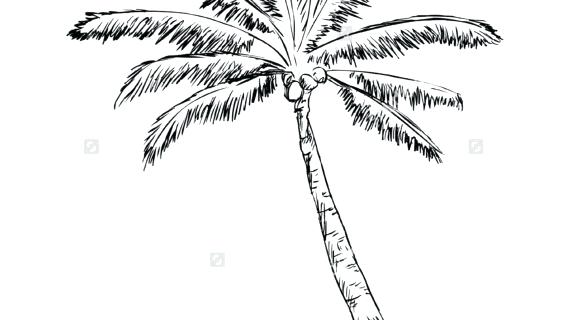 570x320 Drawing Of A Palm Tree Tumblr How To Draw Step 3 Easy Cut Out
