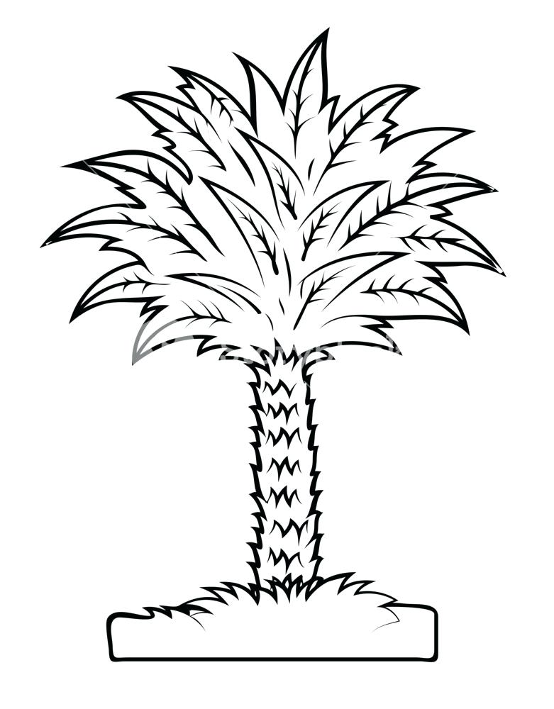 781x1000 Pictures Palm Tree Drawing Easy,