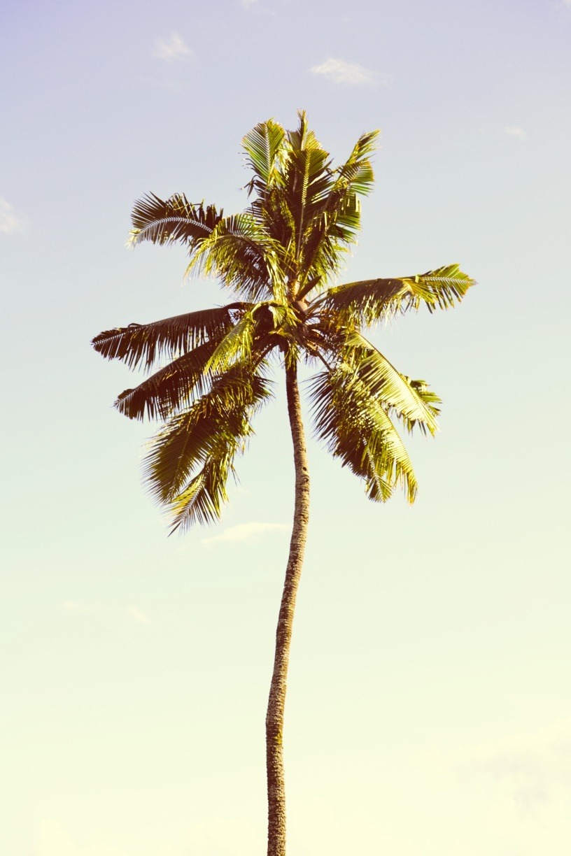 816x1224 Palm Trees Tumblr Vertical Palm Trees Sunset Tumblr Viewing