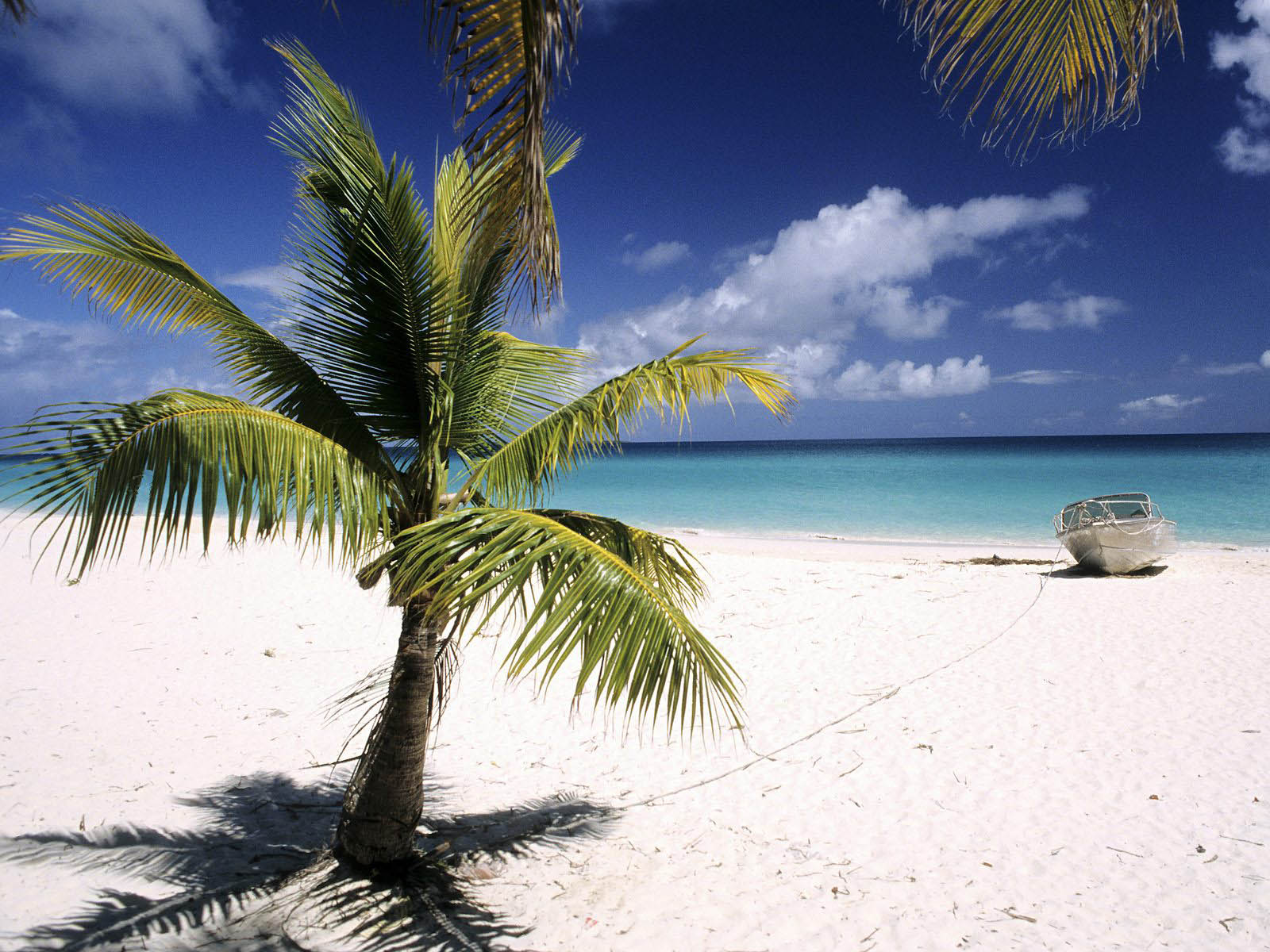 1600x1200 Palm Trees Tumblr. Palm Trees Tumblr