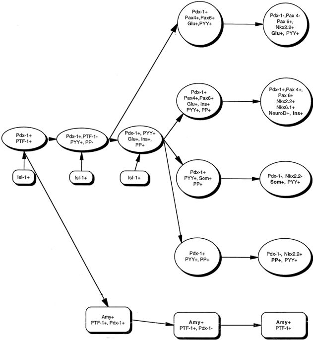 631x685 Pancreatic Development And Adult Diabetes Pediatric Research