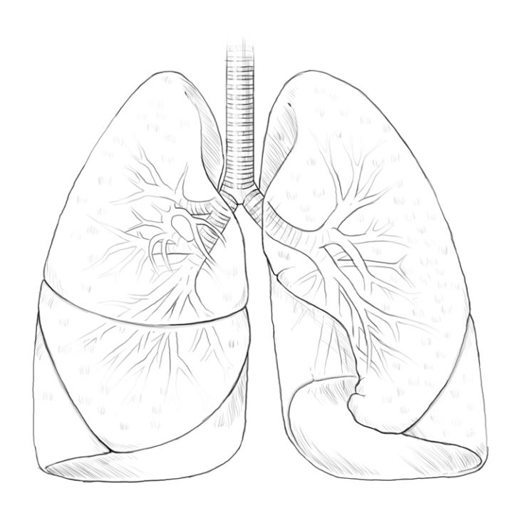 720x720 Scientific Illustration Liver, Pancreas, Gallbladder Lachina