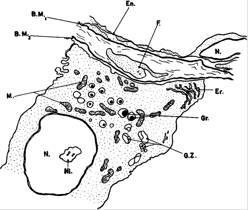 800x676 The Pancreatic Beta Cell Structure And Function Nejm