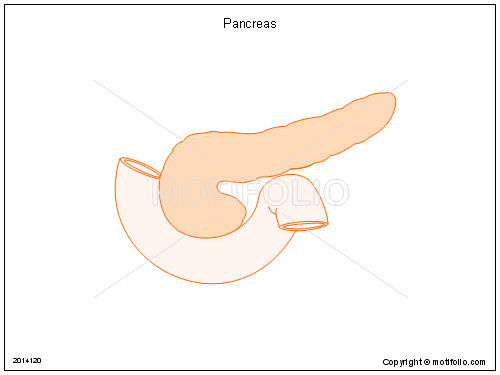 500x375 Pancreas Illustrations