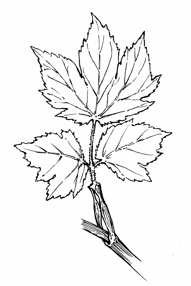 670x1000 Heracleum Maximum (American Cow Parsnip) Go Botany