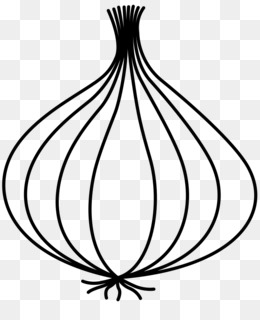 260x320 Line Art Drawing Vegetable Onion Clip Art