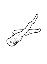 155x208 Parsnip Coloring Page For Free Coloring Pages