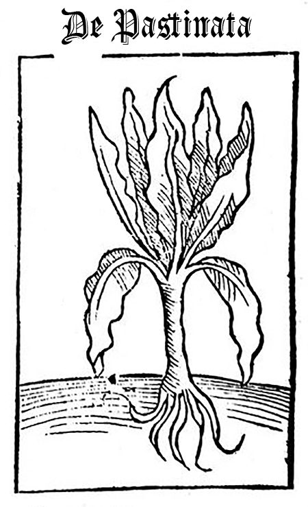 450x739 Parsnips Medieval Grow Your Own Grow Like Grandad