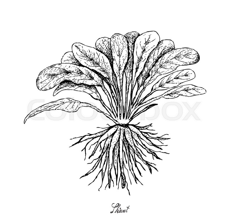800x750 Root And Tuberous Vegetables, Illustration Hand Drawn Sketch