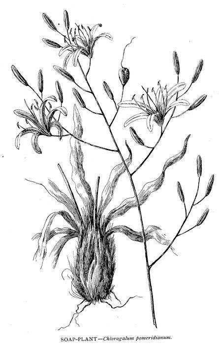 445x700 Soap Root Drawing