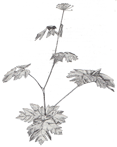 406x511 Alaska's Wilderness Medicines