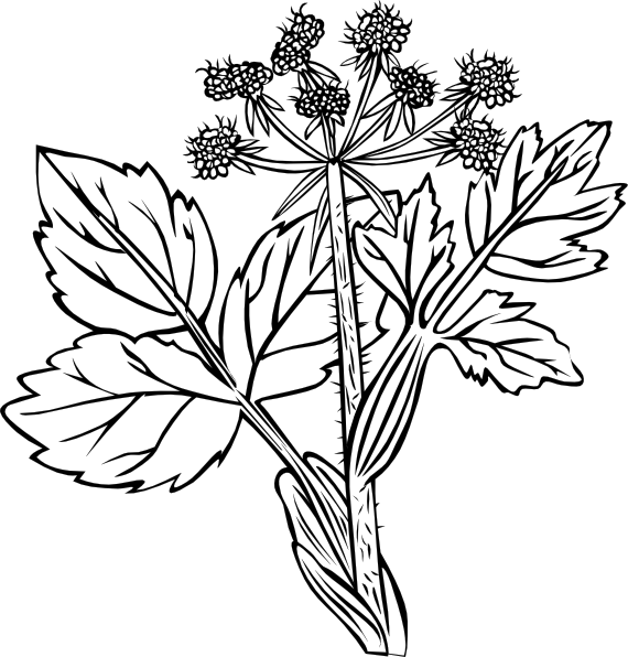 570x596 Cow Parsnip Drawing Clip Art