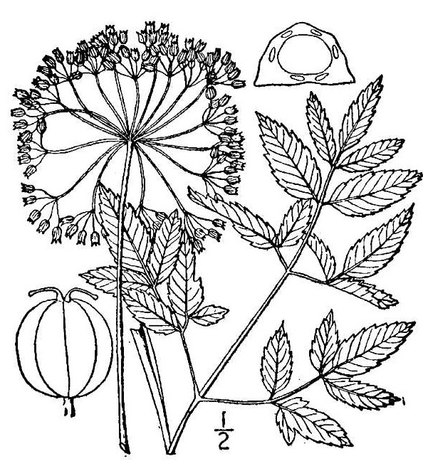 594x655 Dangerous Plants To Touch Nature's Restaurant A Complete Wild