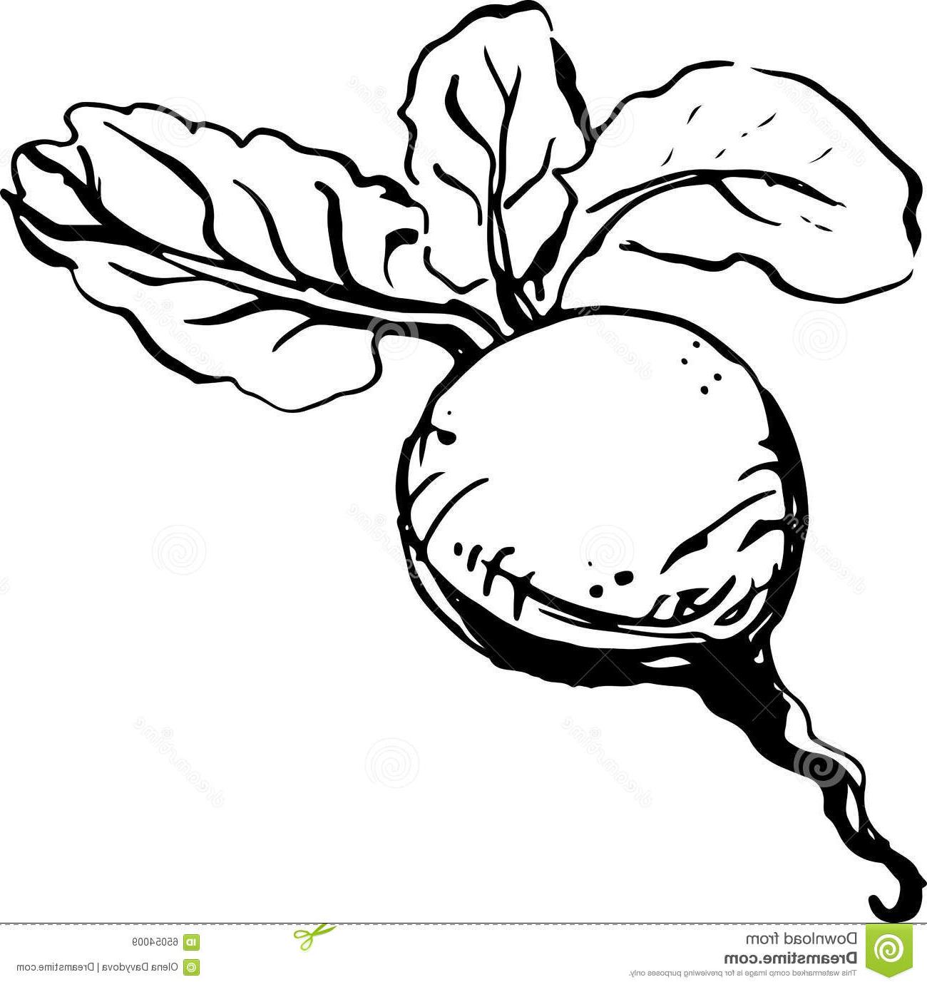 1300x1384 Drawing Beetroot. Finest Hand Drawn Beet Collection With Drawing