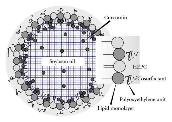 600x429 Schematic Drawing Of The Particle Structure Of The Curcumin Loaded
