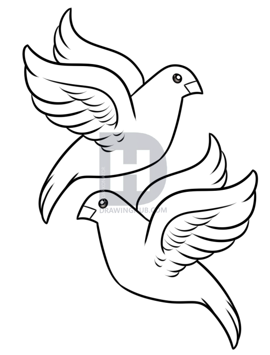 547x720 How To Draw Turtle Doves, Step By Step, Drawing Guide, By