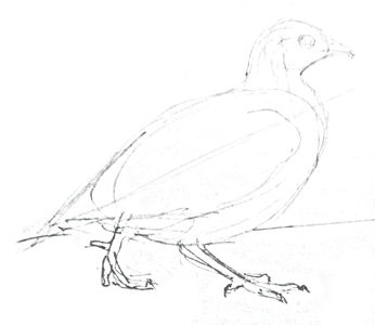 346x300 How To Draw A Quail
