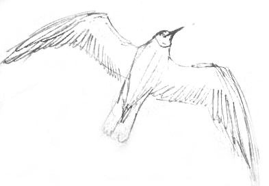 393x272 How To Draw A Seagull