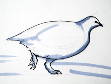 370x280 How To Draw A Partridge