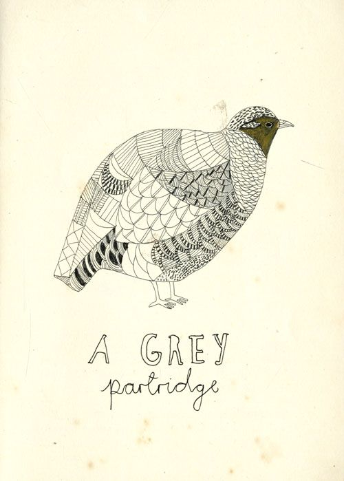 500x699 Katt Frank A Grey Partridge. Animals Illustrated