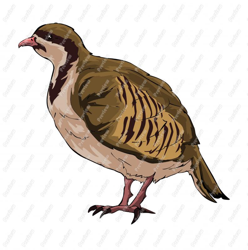 792x800 Partridge Character Clip Art