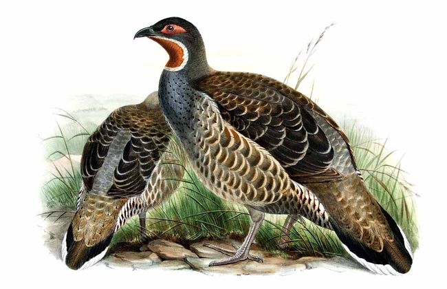 650x420 Verreaux's Monal Partridge (Tetraophasis Obscurus) Wikic