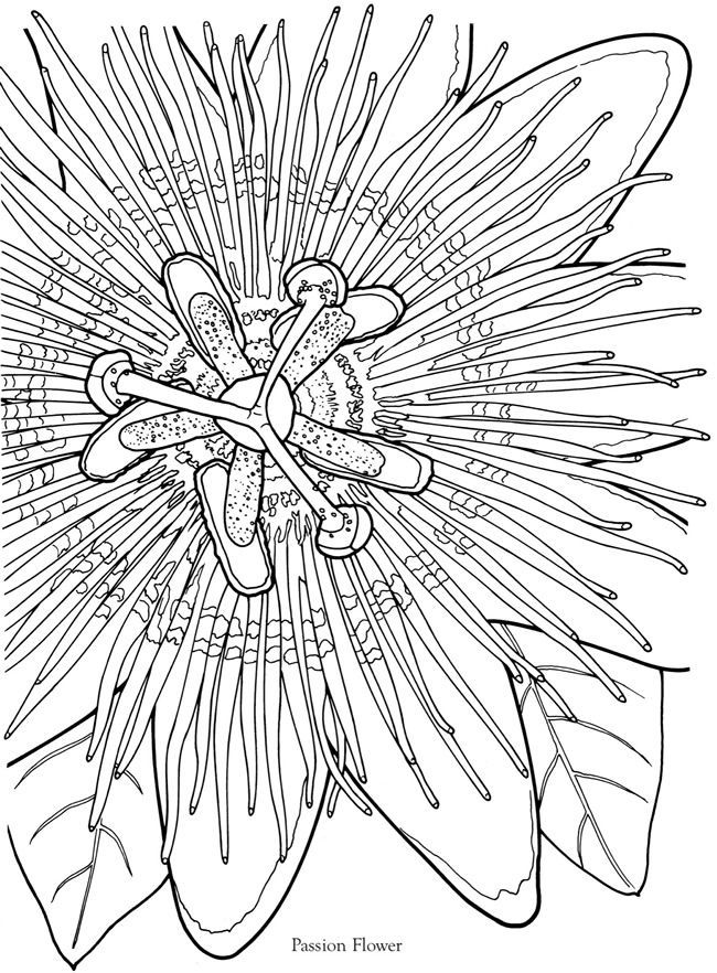 650x882 Artist Flowers