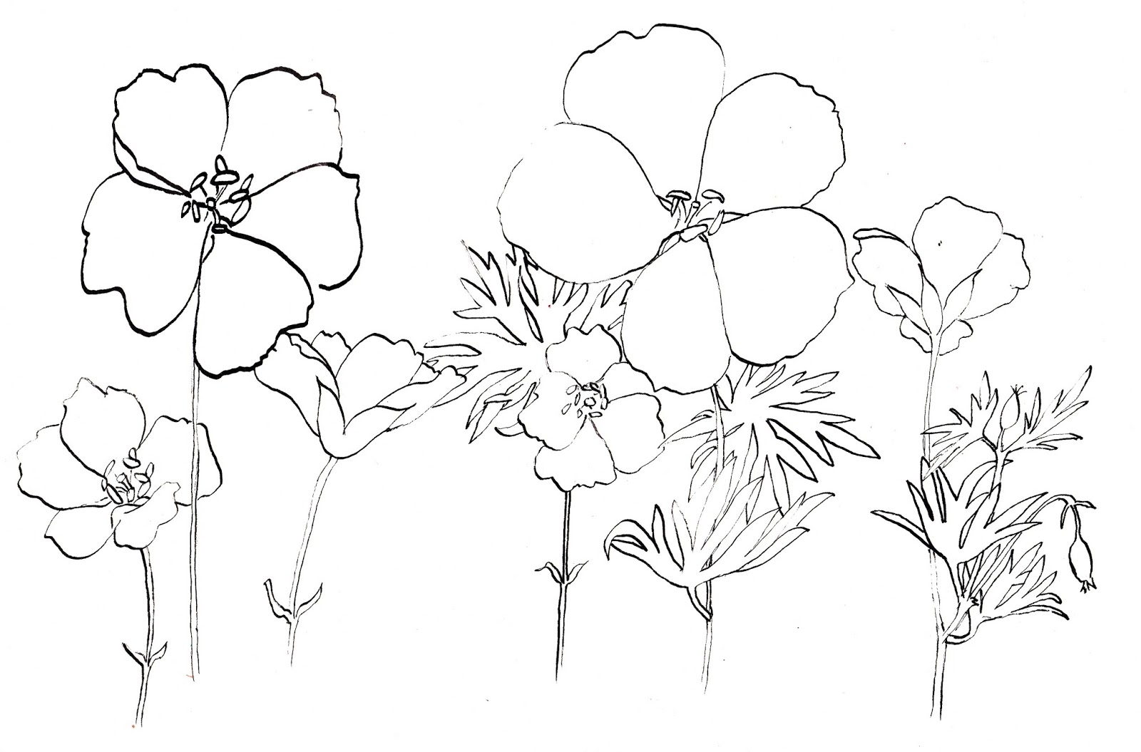 1600x1055 Drawn Garden Patio