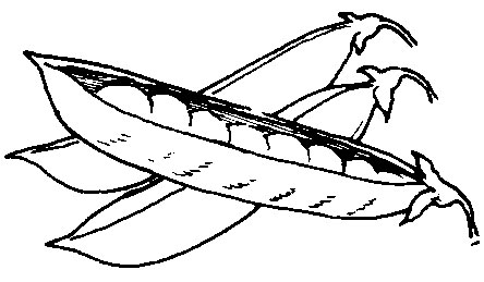 444x259 Peas Other Mississippi State University Extension Service