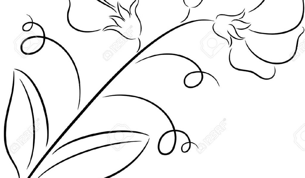 1024x600 Sweet Pea Flower Drawings Divine How To Grow Peas Peonies Posies