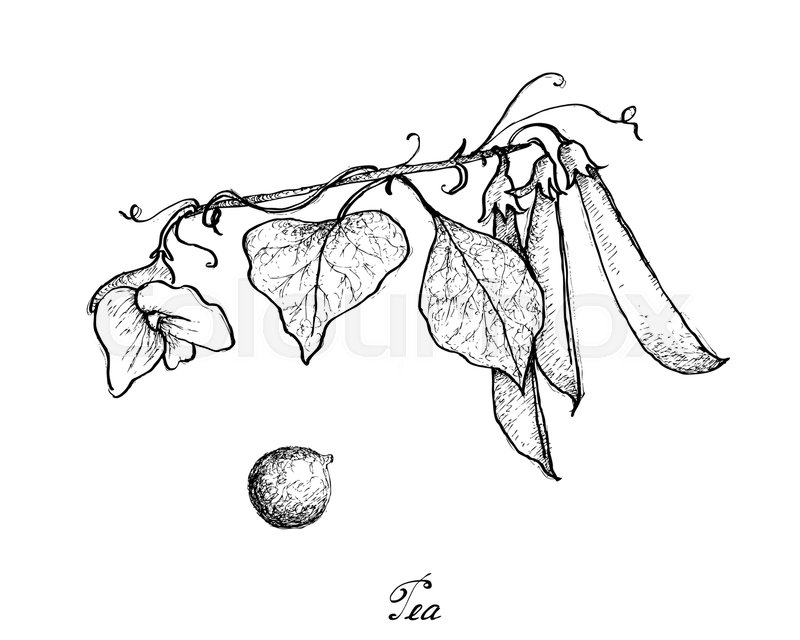 800x640 Vegetable, Illustration Of Hand Drawn Sketch Fresh Green Peas