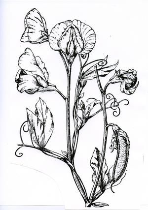 300x427 Sweet Pea.jpg Painting Practice Drawings Amp Sketches