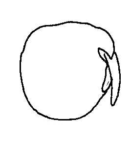 268x294 Biological Drawing. The Garden Pea, Germination Stage 1. Resources