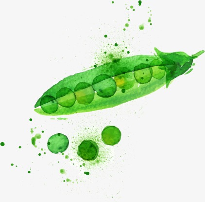 422x415 Cartoon Drawing Vegetable Peas, Cartoon, Watercolor, Vegetables