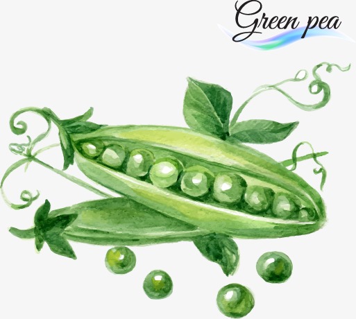 513x460 Drawing Peas, Vector, Watercolor, Pea Png And Vector For Free Download