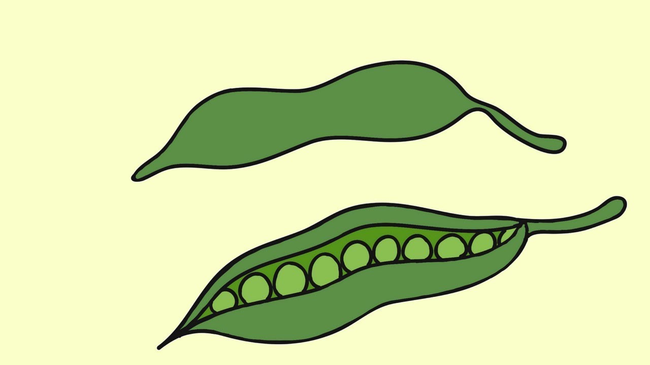 1280x720 How To Draw Peas Drawing And Colouring For Kids Learn To Draw