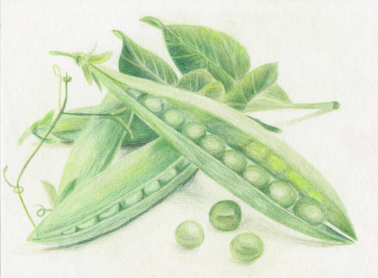 770x567 Saatchi Art Peas Drawing By Valeriya Zarubitskaya