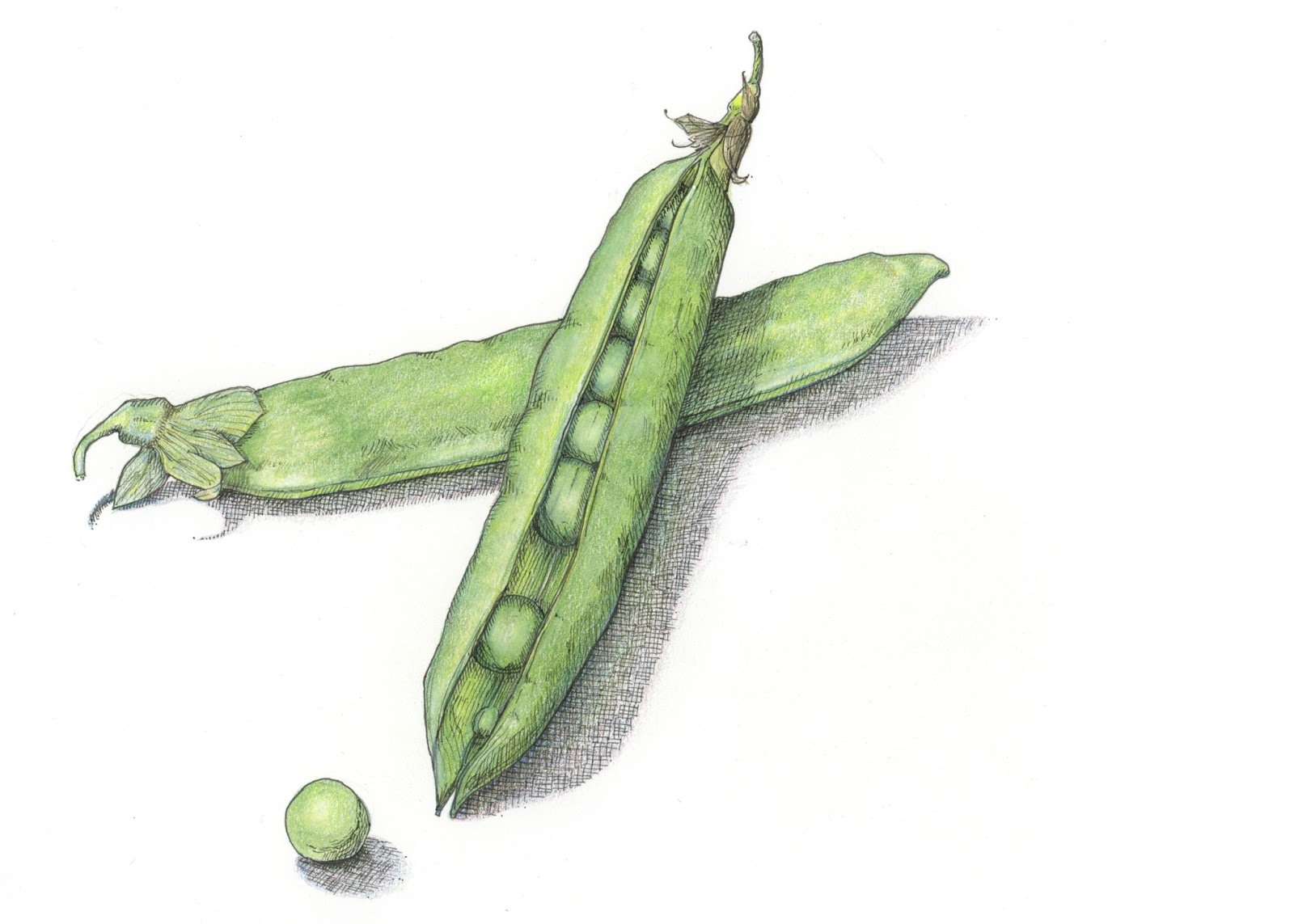 1600x1143 Sarah Melling Pencils And Paper Playing With My Peas