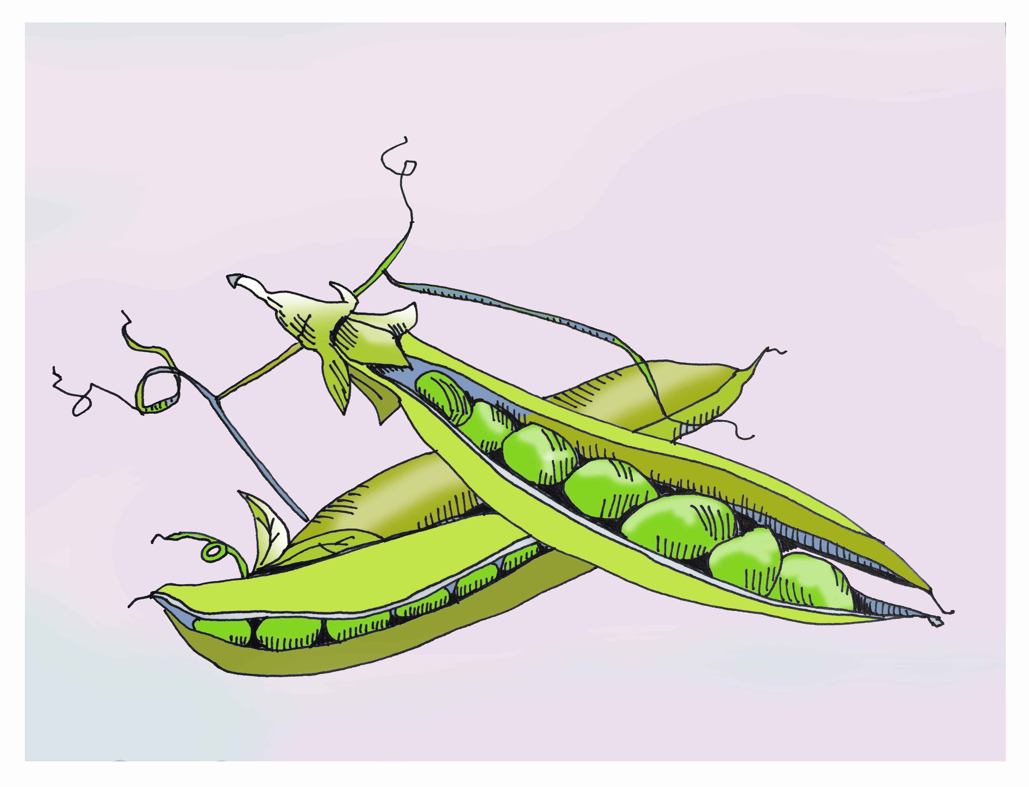 3900x2982 Art Every Day Number 133 Illustration Drawing Peas