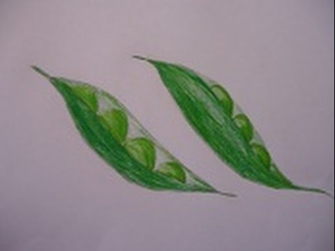 480x360 Easy Drawing For Children, Easy And Simple Drawing Of Peas