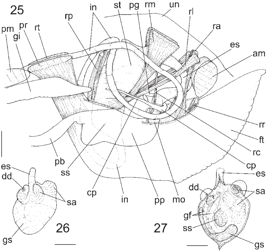 850x802 Figs. 25 27. Propeleda Carpenteri, Anatomy. Fig. 25 Visceral