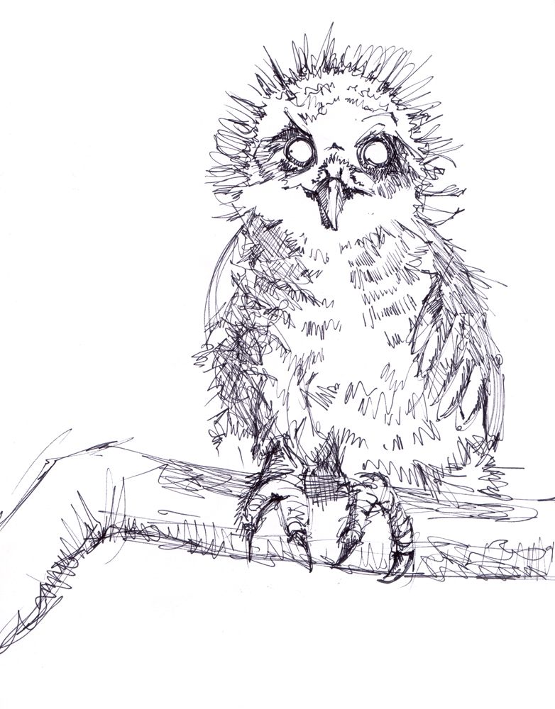 782x1000 Owl In The Sketchbook Crystal Smith