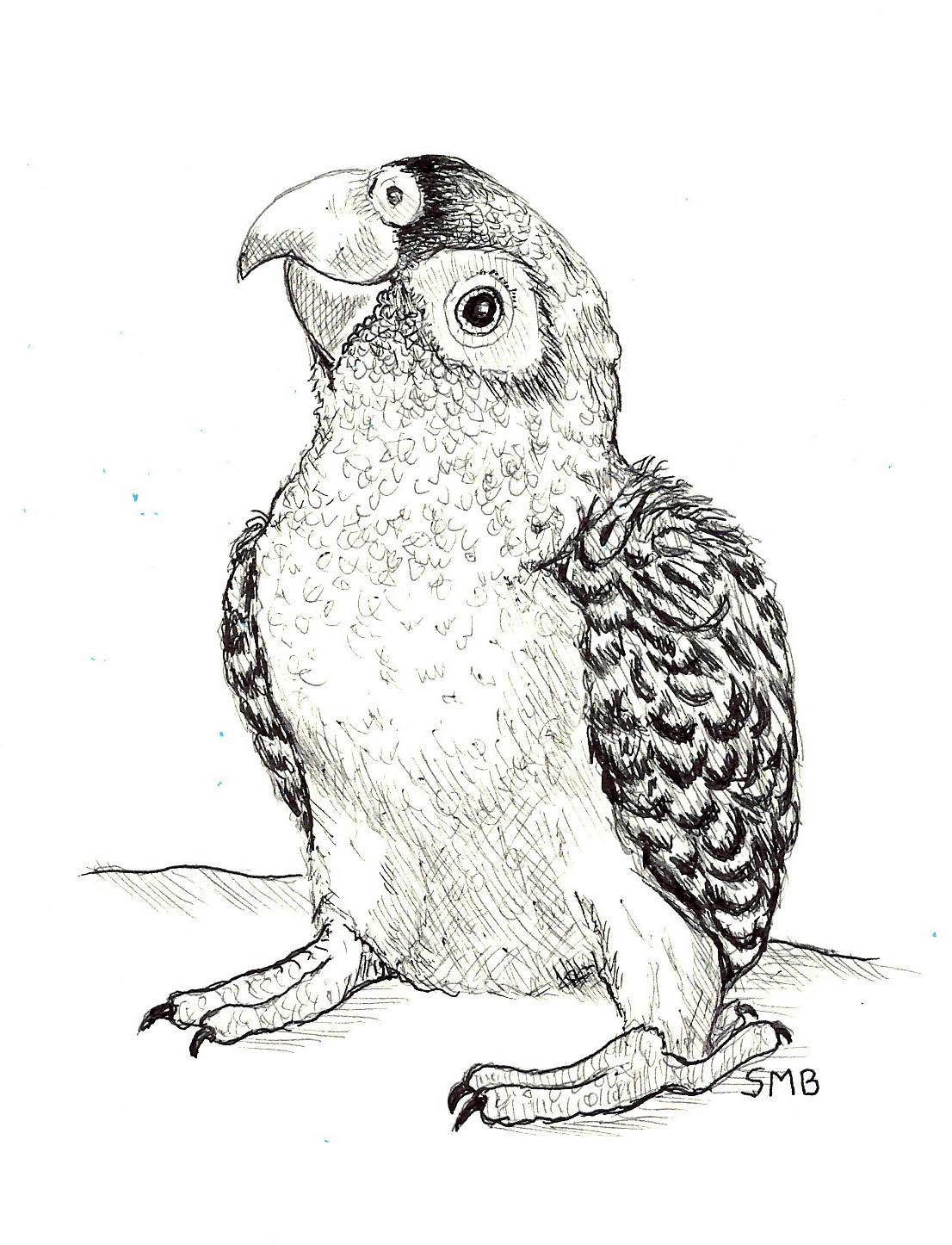 1106x1446 Sally Blanchard Original Pen And Ink Drawing Of A Baby Jardine'S