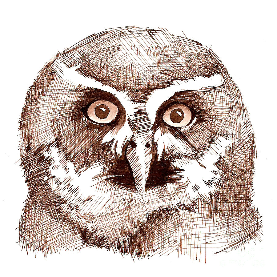 900x900 Sepia Toned Owl Drawing Drawing By Heather Davis