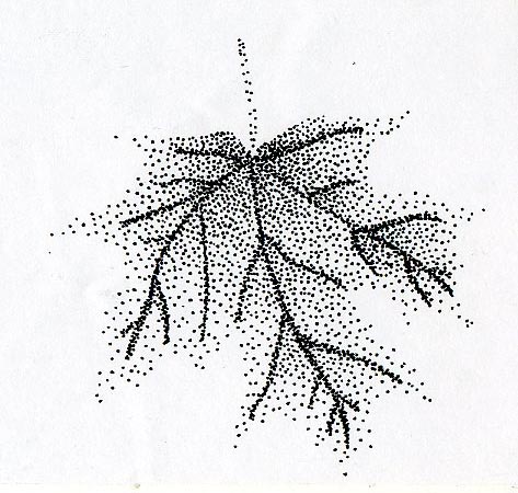 473x450 Pictures Pen Drawings Designs,