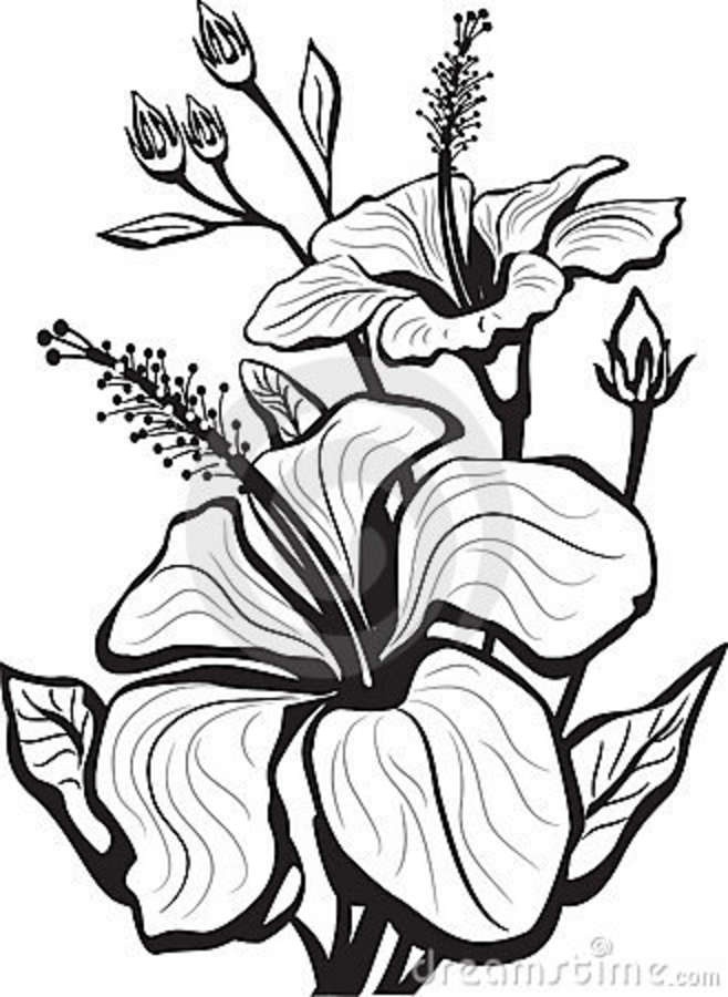 658x900 Gallery Art Drawings Of Flowers,