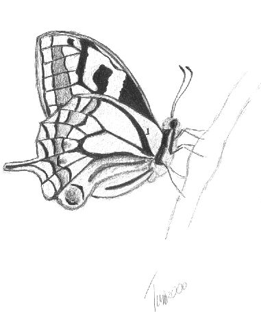 381x462 Drawn Butterfly Pencil Shading