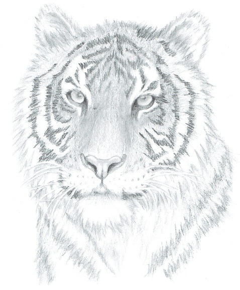 478x577 Drawn Tiger Pencil Shading