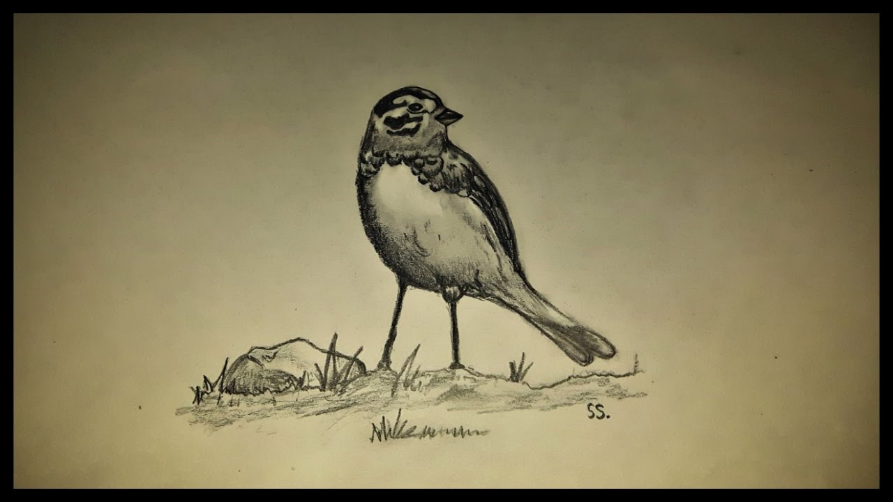 1280x720 Draw A Bird [Pencil Shading] Anyone Can Draw!!
