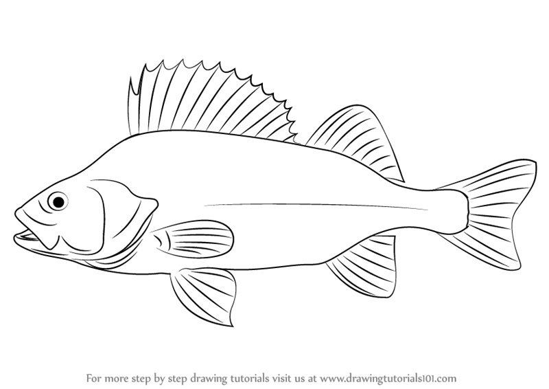 800x566 Learn How To Draw A Perch (Fishes) Step By Step Drawing Tutorials